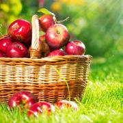 صورة تعبر عن العضو :  nourwaa