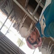صورة تعبر عن العضو :  494محمد